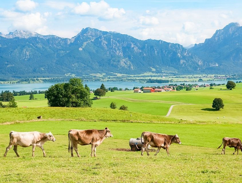 Kühe auf grüner Wiese vor Bergen