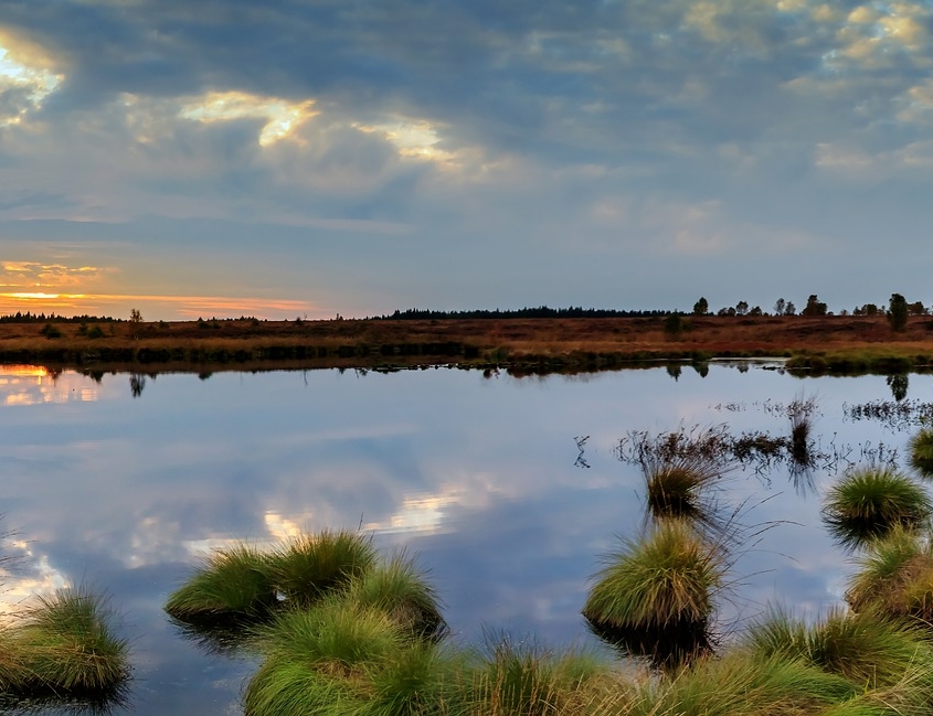 Wetland Panorama