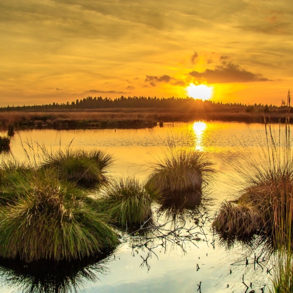 Sunset over a peatland